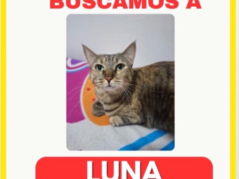 gato perdido en Pereira