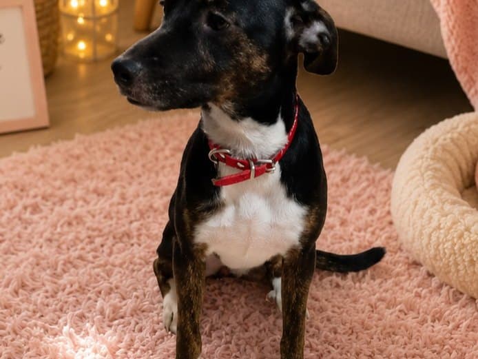 perro perdido en Cali
