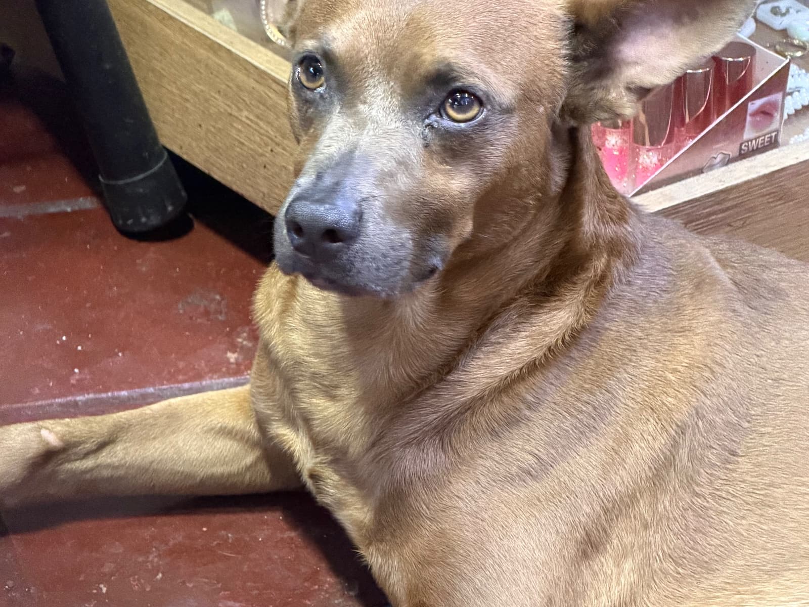 perro encontrado en Cali