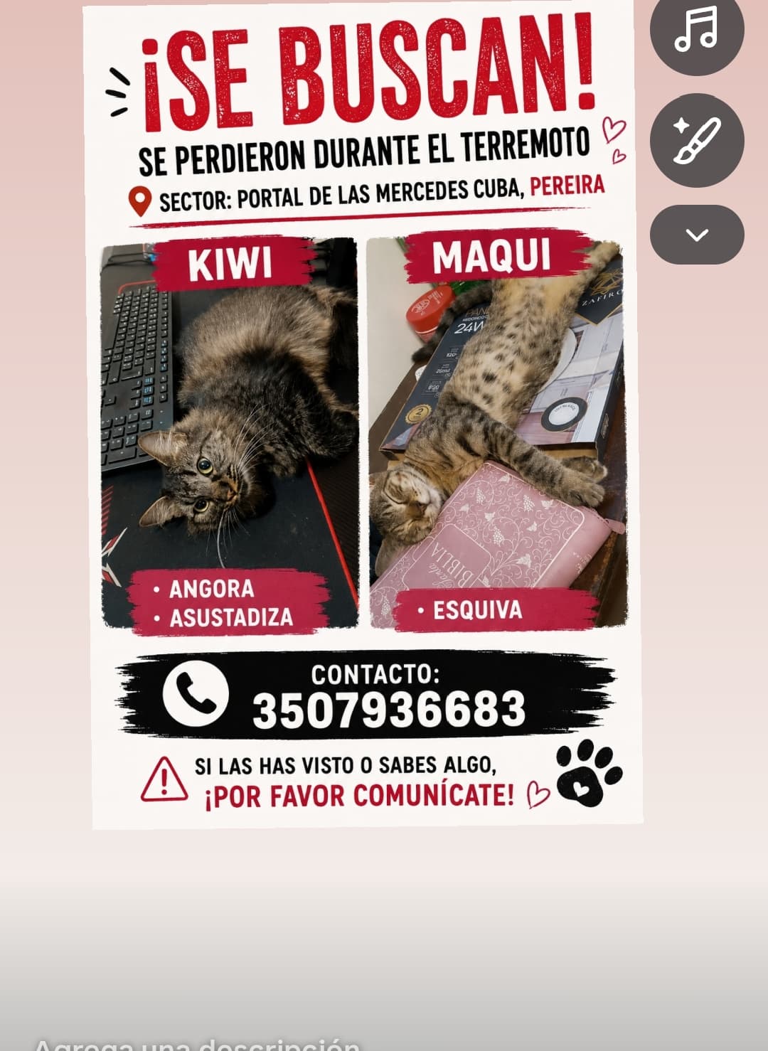 gato perdido en Pereira