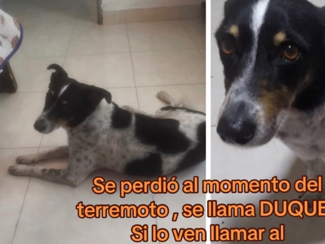 perro perdido en Pereira