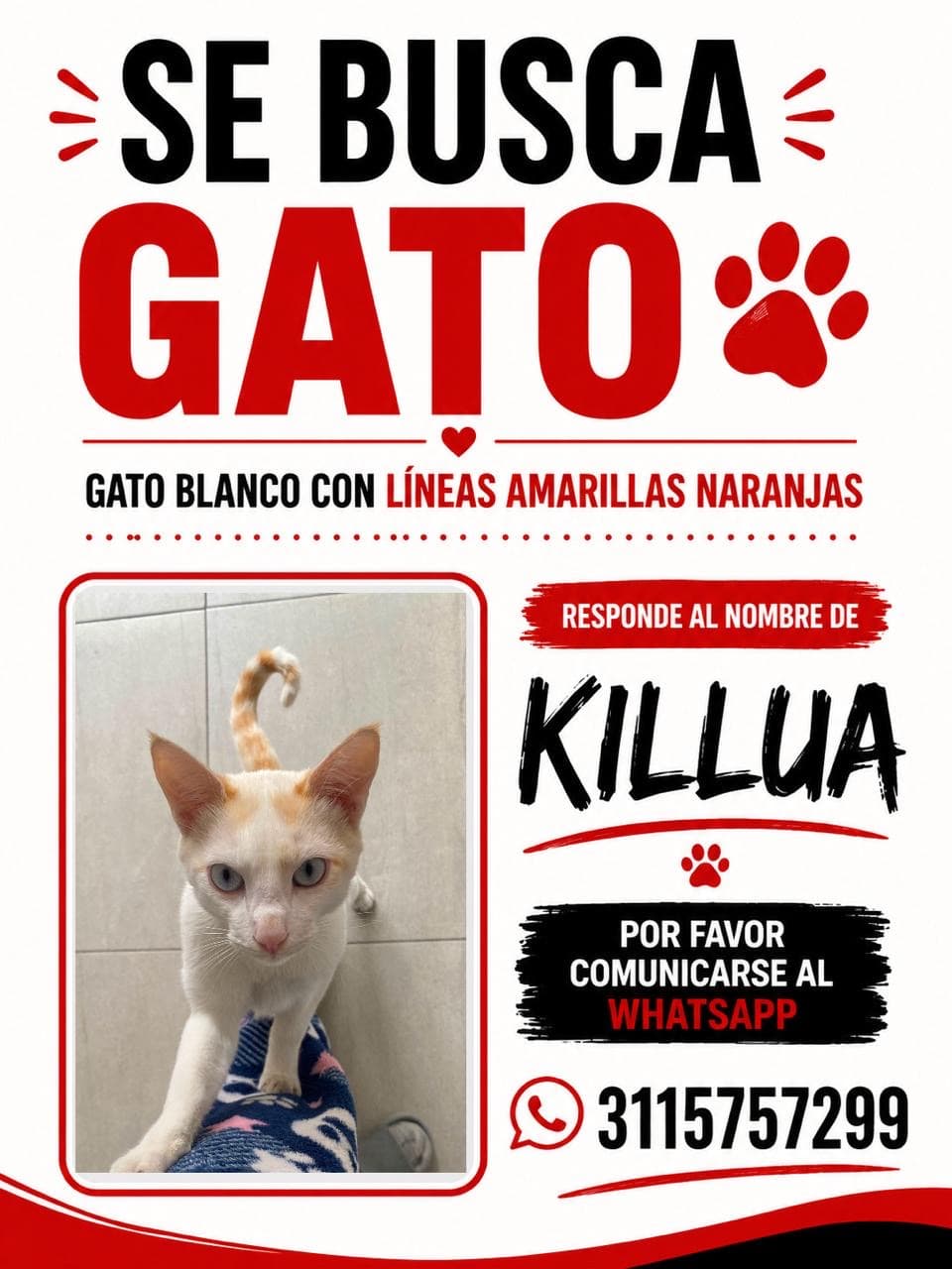 gato perdido en Bogotá