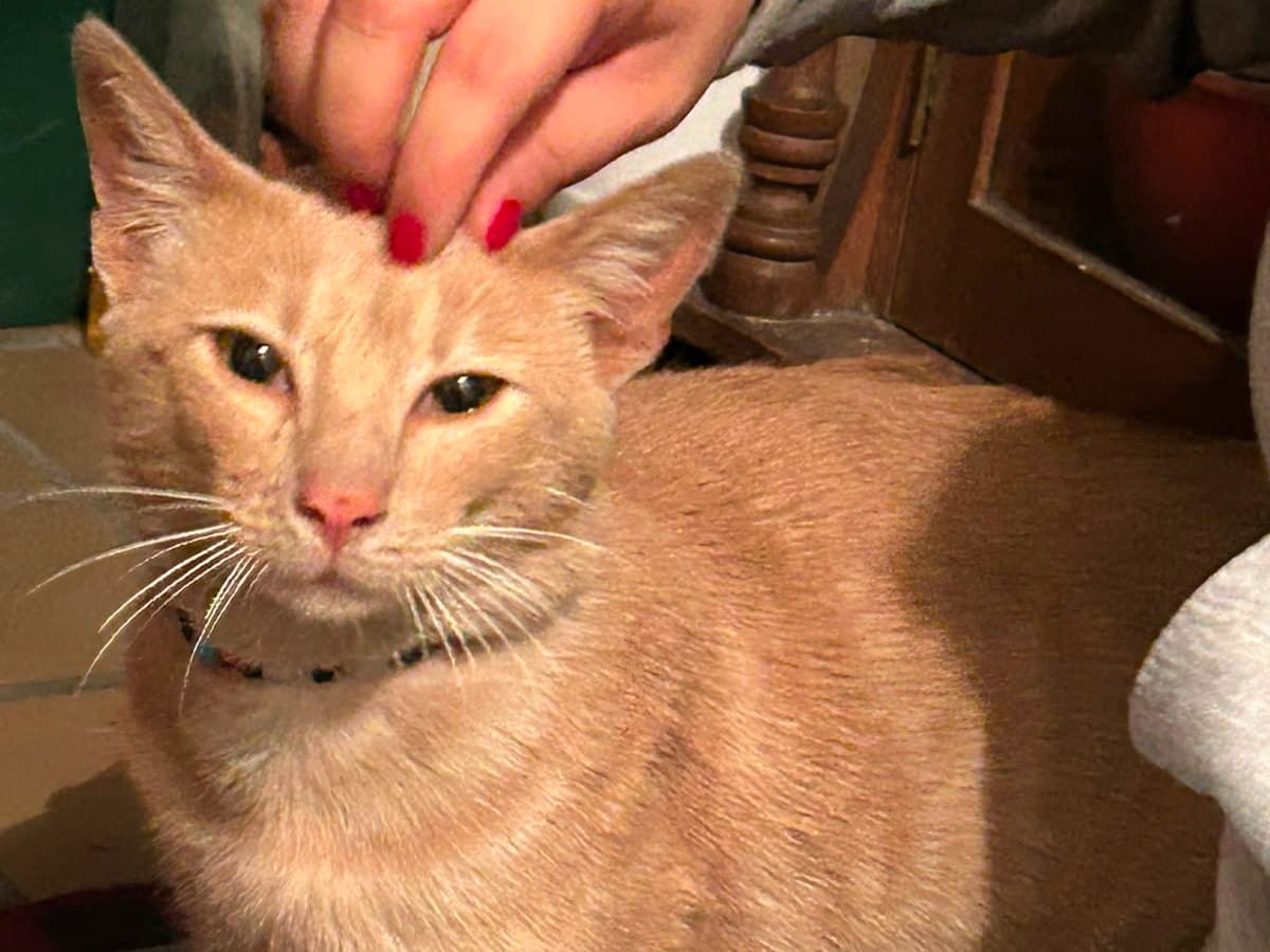 gato encontrado en Manizales