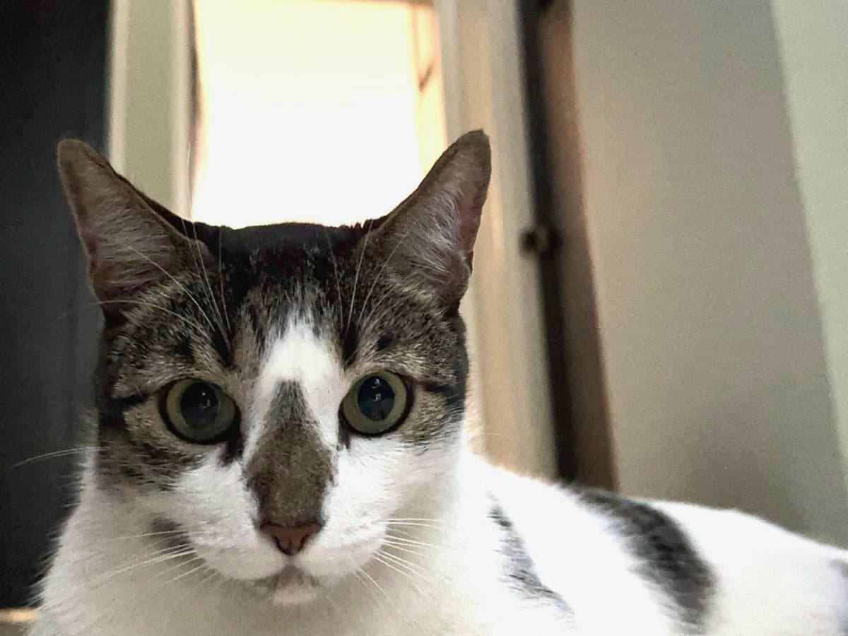gato perdido en Cali