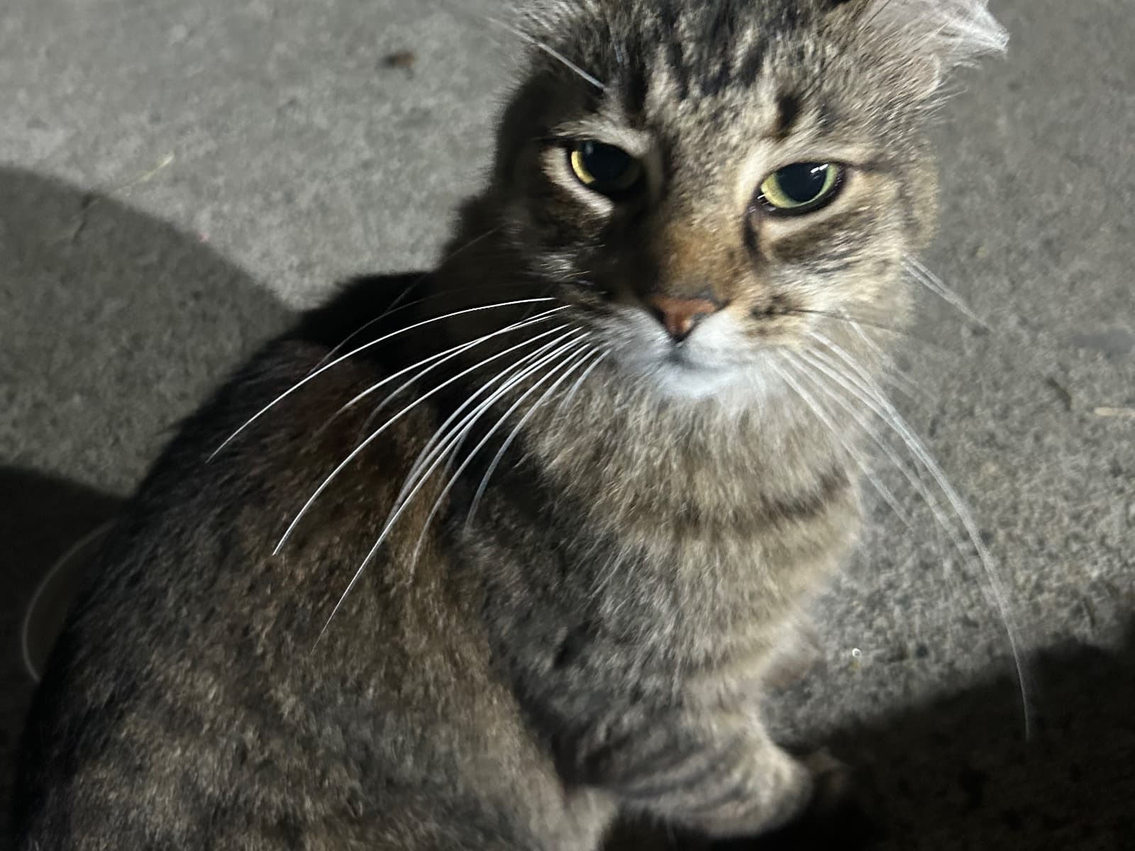 gato encontrado en Manizales