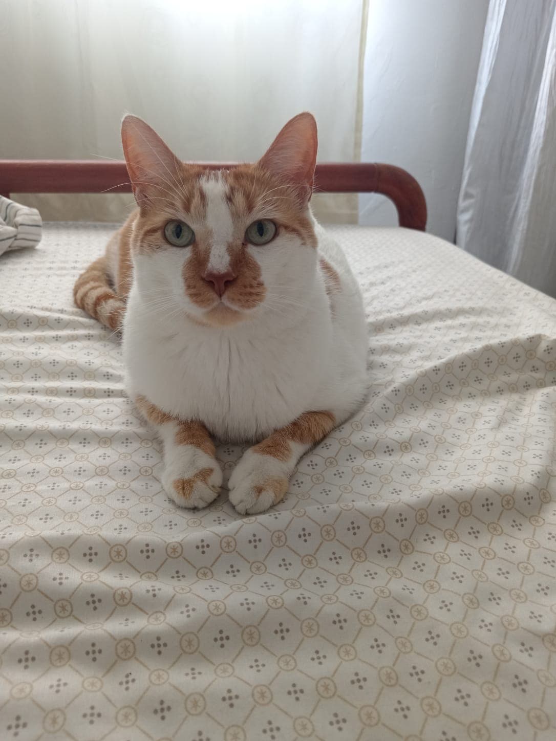 gato perdido en Pereira