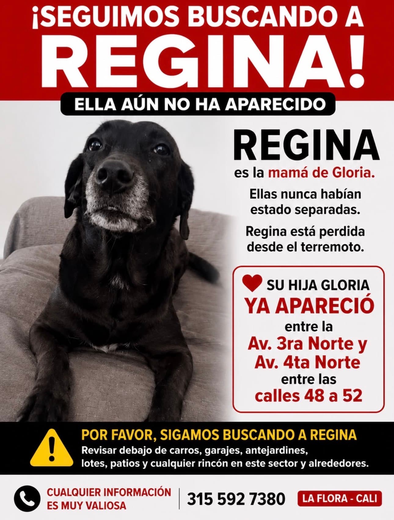 perro perdido en Cali