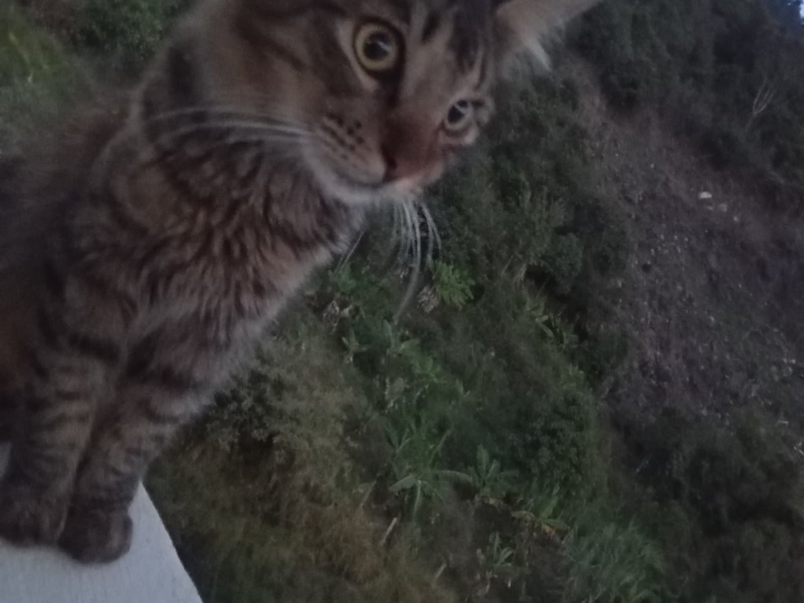 gato perdido en Medellín