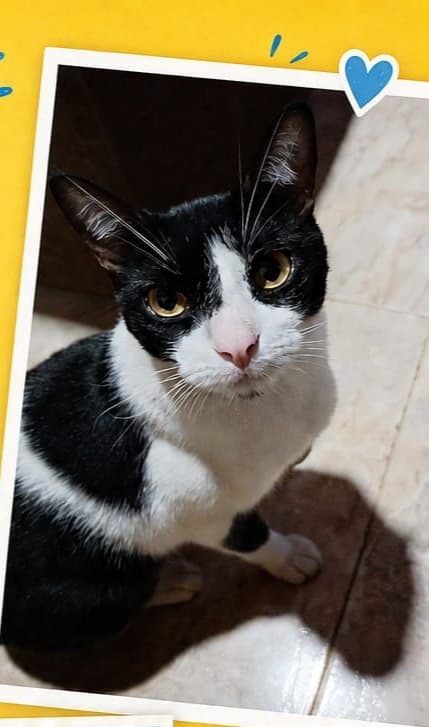 gato perdido en Cali