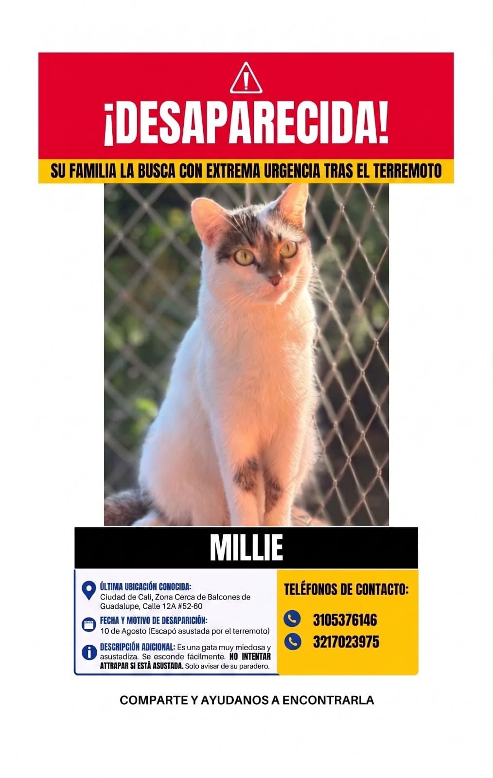 gato perdido en Cali