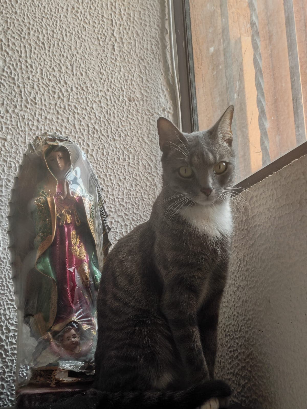gato perdido en Cali
