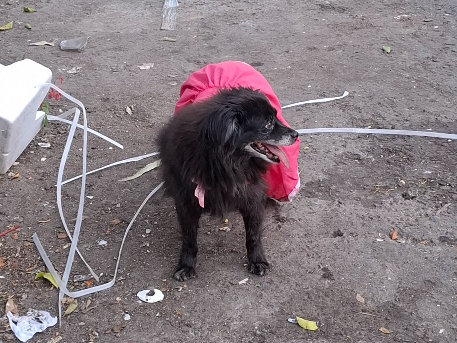 perro encontrado en Cali