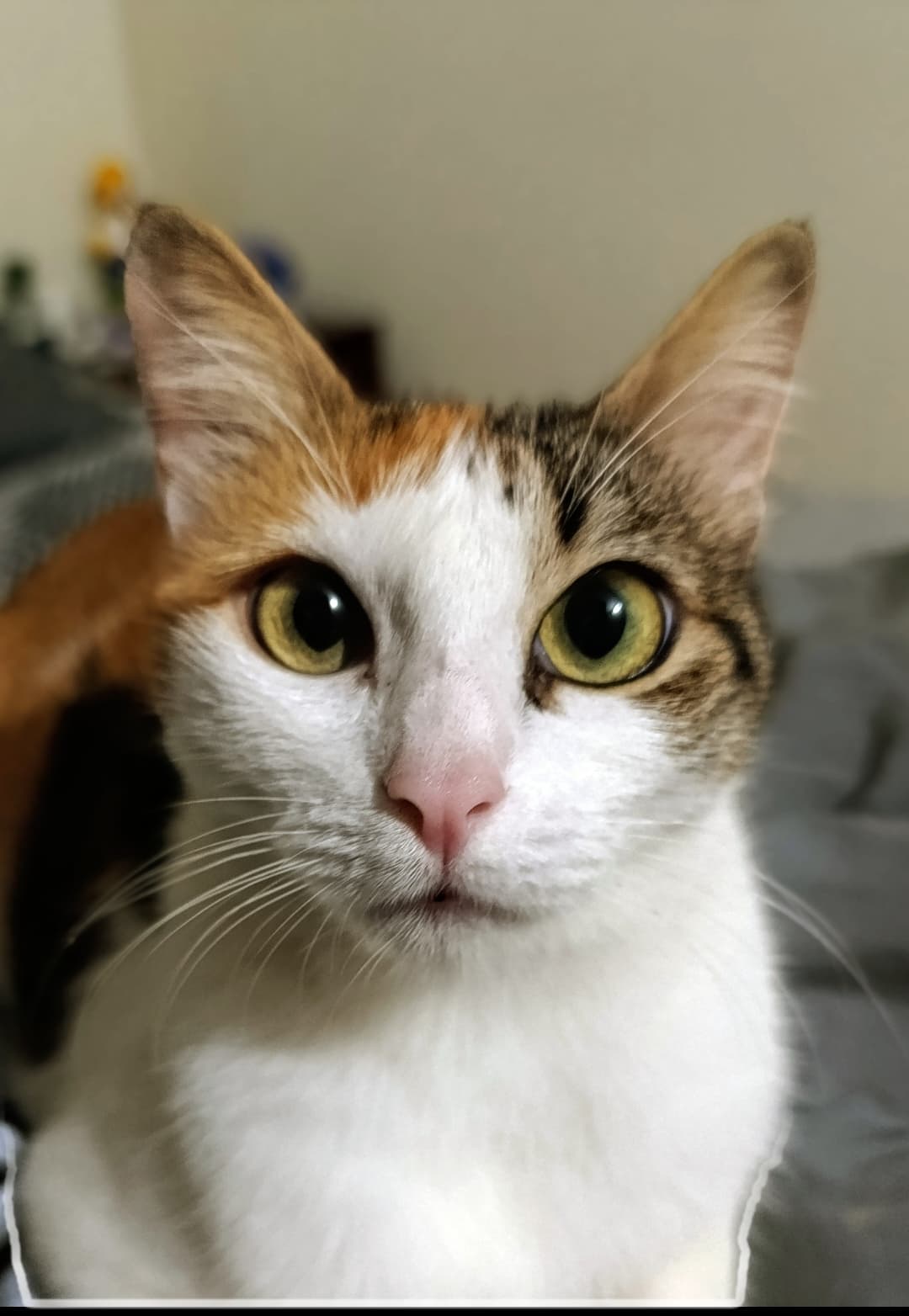 gato perdido en Cali