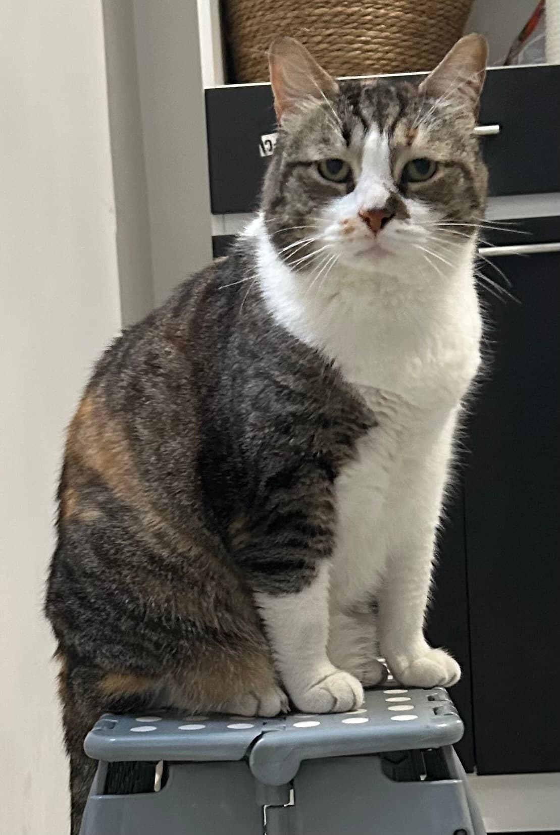 gato perdido en Cali