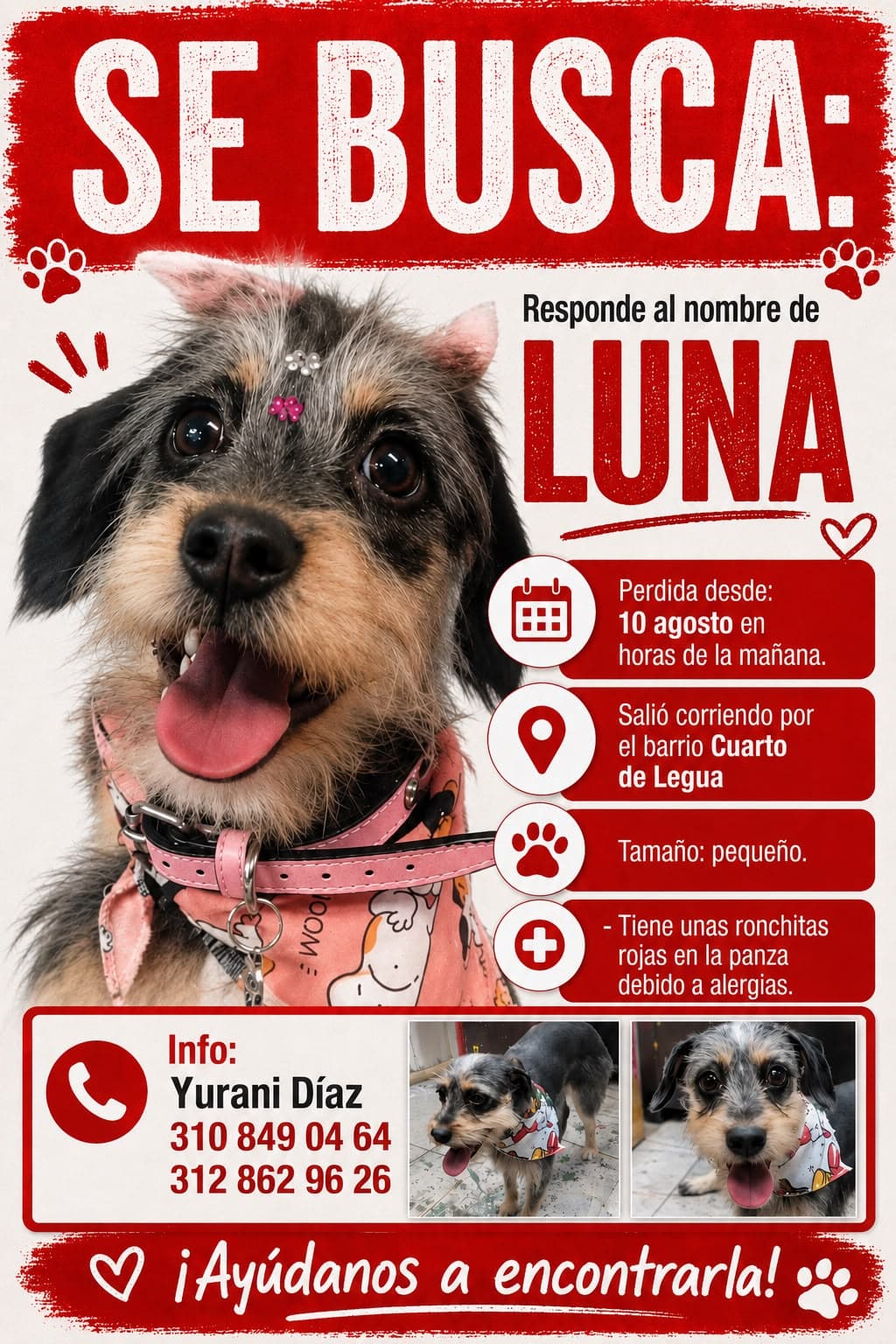 perro perdido en Cali