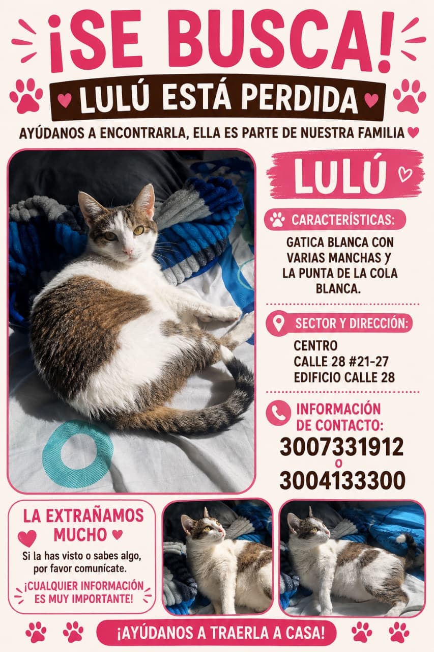 gato perdido en Manizales