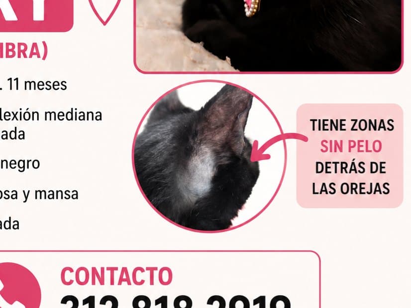 gato perdido en Cali