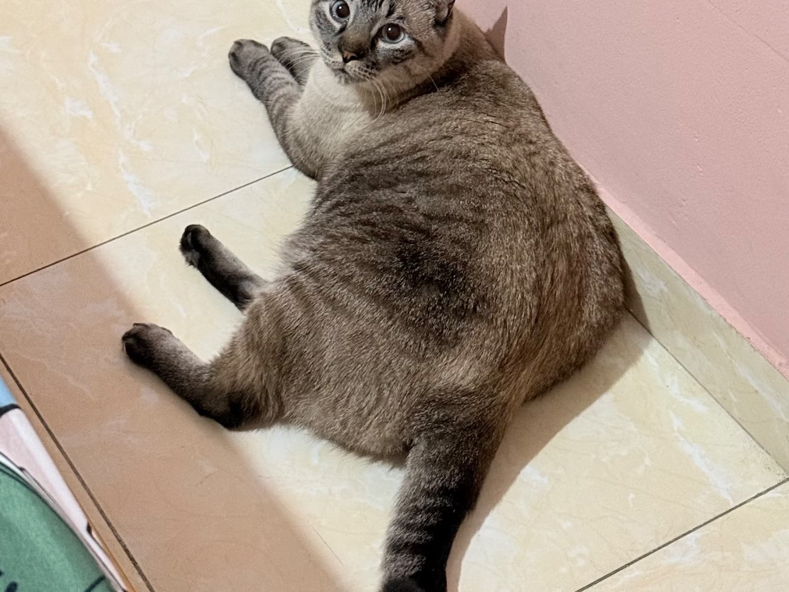 gato encontrado en Cali