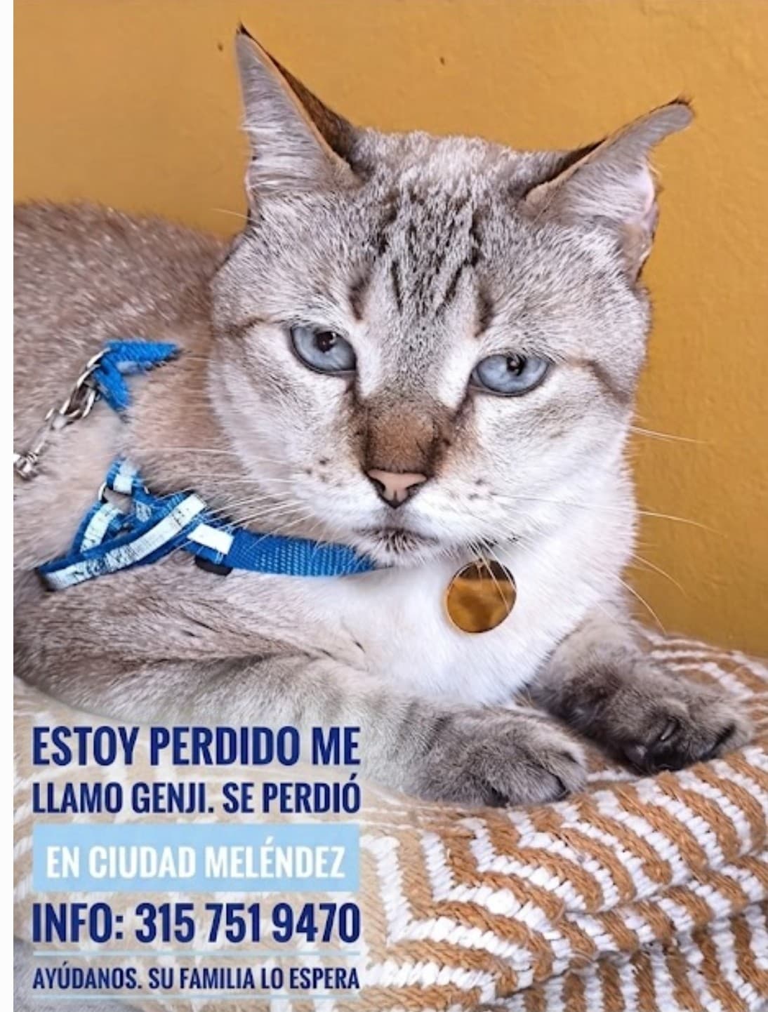 gato perdido en Cali