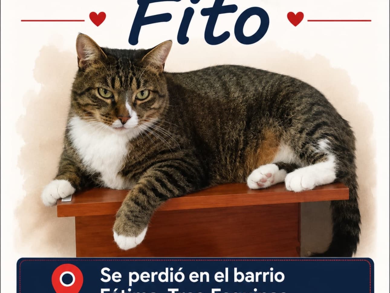 gato perdido en Manizales