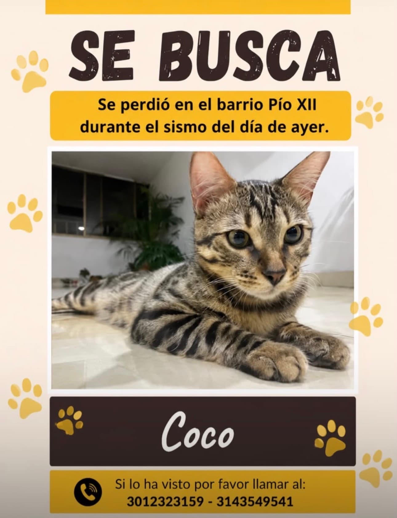 gato perdido en Manizales