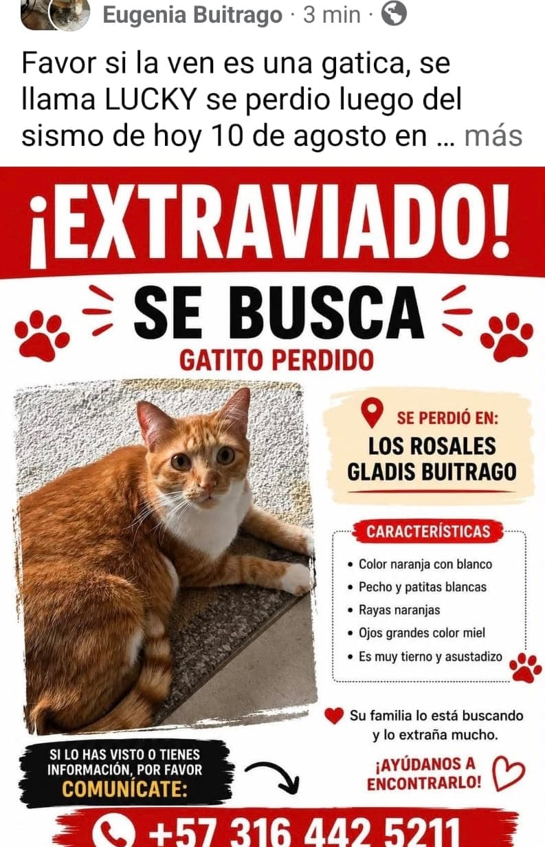 gato perdido en Manizales