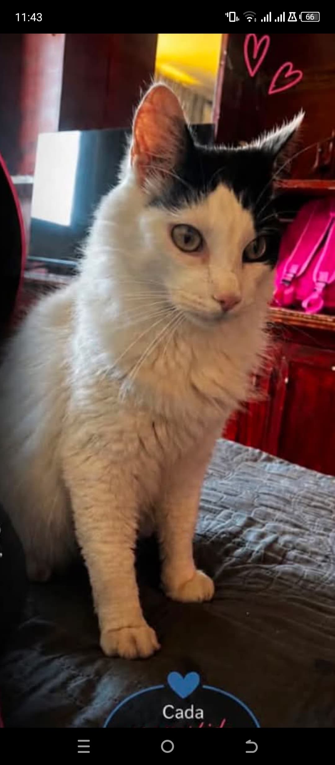 gato encontrado en Manizales